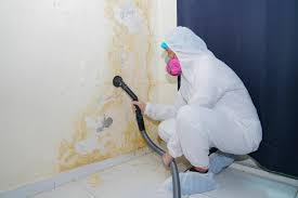 Professional Mold Remediation in Rogers, AR